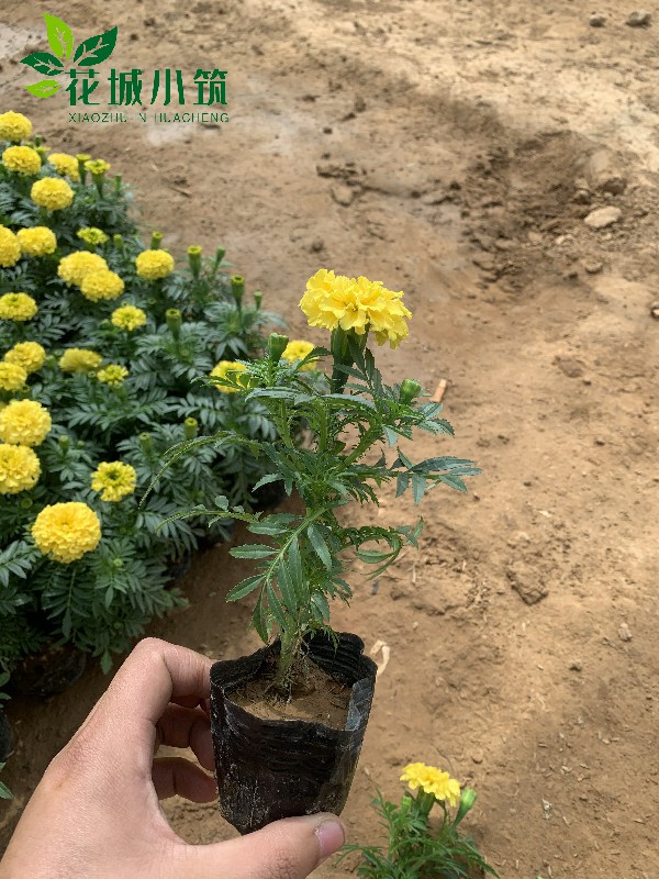 萬壽菊